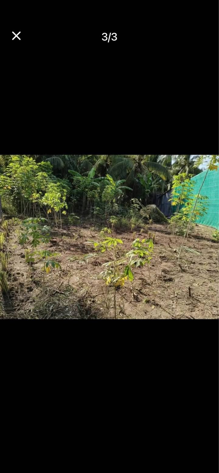 Đất Vàng Phường Phước Long B, TP. Thủ Đức - 250m² Nở Hậu