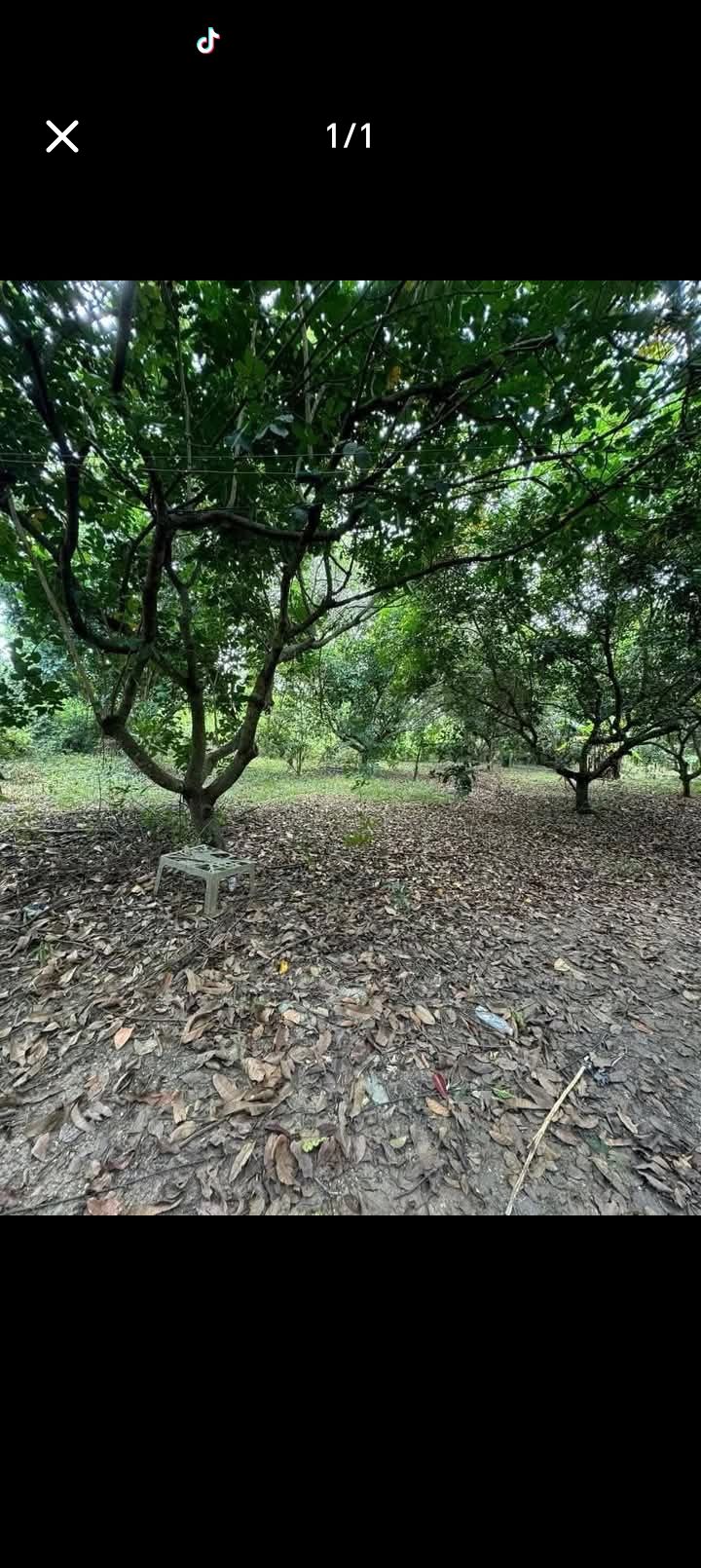 Đất Vườn Lộc Ninh 1000m² - Vườn Trái Cây Trĩu Quả, Giá Chỉ Từ 2xx Triệu