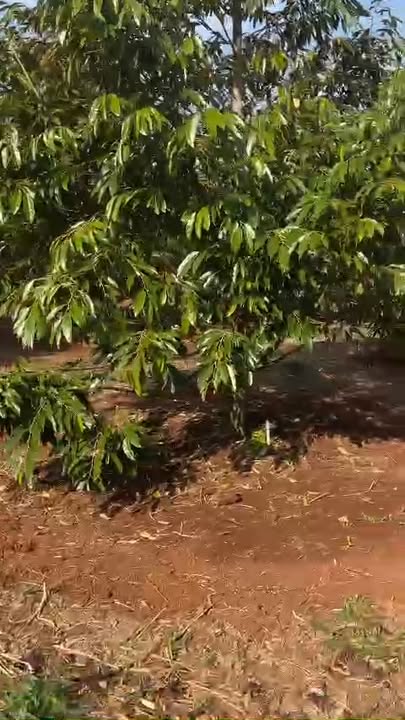 Bán Đất Vườn 10000m² Ea H'đinh, Cư M'gar - Sổ Hồng Vuông Vức, Giá Tốt