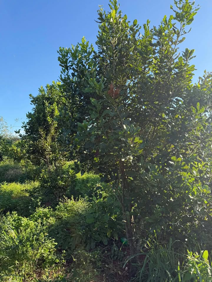 Bán Đất Vàng 2 Mặt Tiền Ea KPam, Đắk Lắk - 1320m²