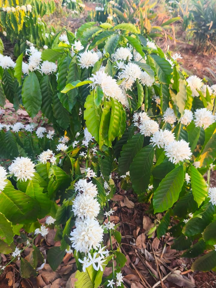 Đất vườn Y Moan 500m² - Nghỉ dưỡng lý tưởng, view đẹp cực phẩm!