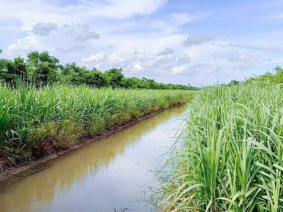 Đất Vườn Xã Hiệp Hưng, Hậu Giang 16000m² - Đầu tư dài hạn!