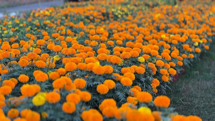 Đất nền Lộc Ninh 300m² giá 500 triệu - Tiềm năng tăng giá!