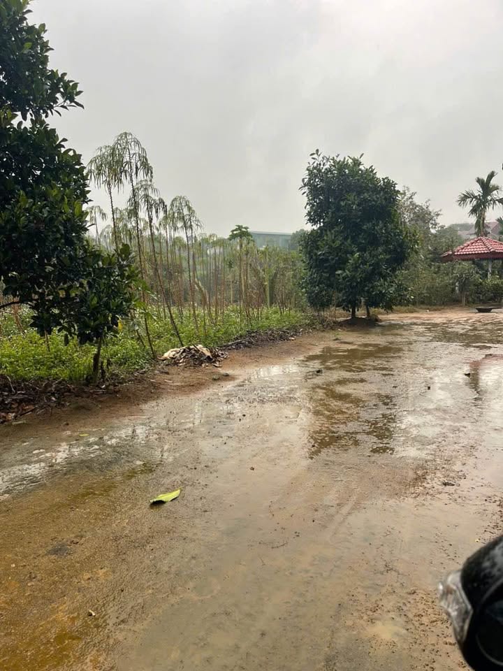 Đất nền Phú Lộc Việt Trì 1546m² giá 2.9 tỷ - Sổ đỏ chính chủ