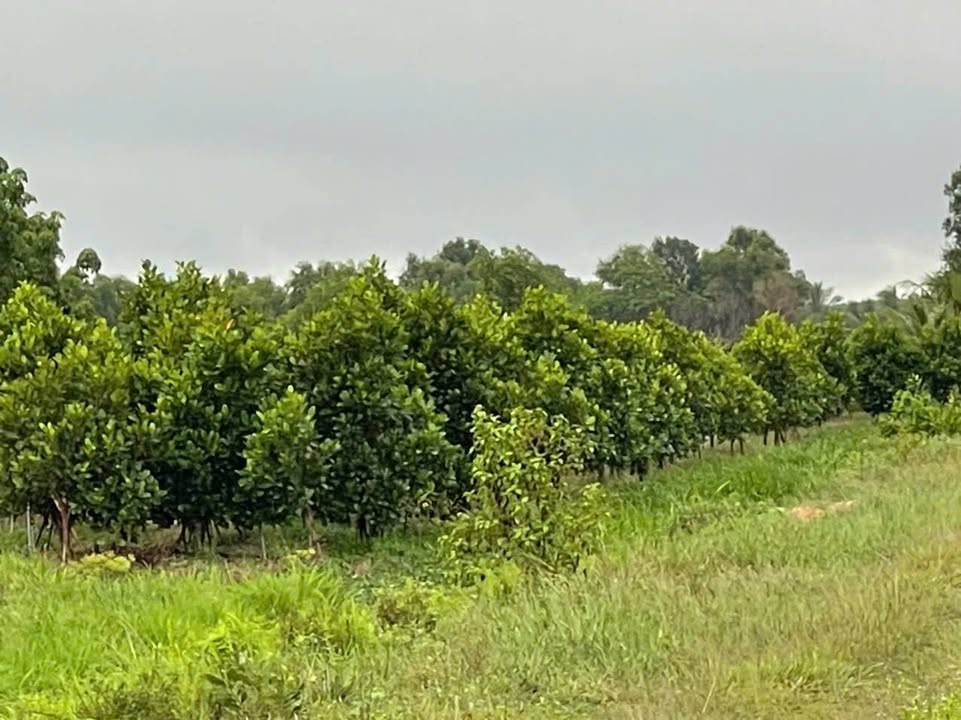 Bán gấp 3ha Đất Vườn Trà Vong, Tân Biên, Tây Ninh - Sẵn Sàng Làm Trái