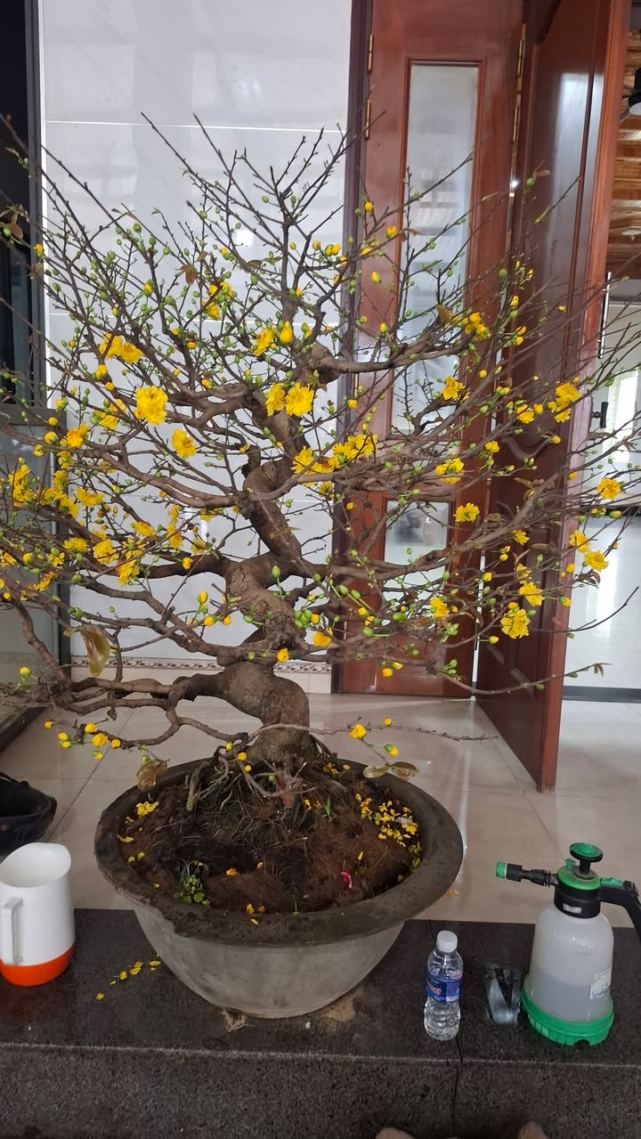 Đất nền Cẩm Vịnh Cẩm Xuyên 325m² - Tiềm năng tăng giá vượt trội!