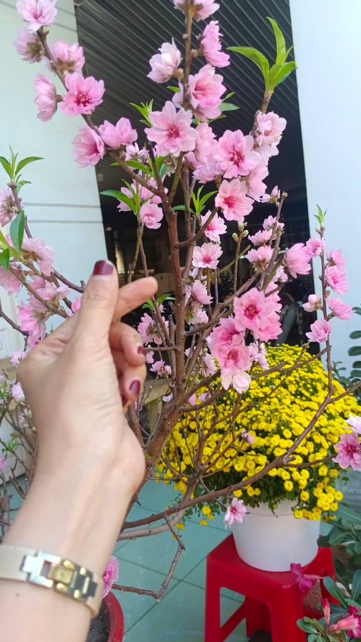 Nhà riêng Ngô Quyền, Tây Ninh 140m² - Sổ hồng sẵn, giá tốt!