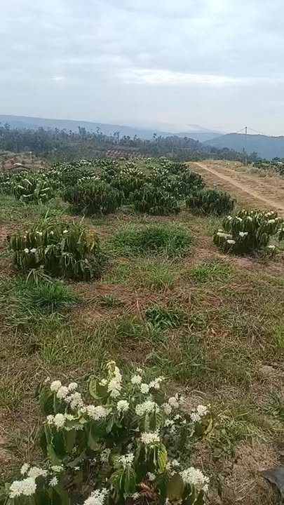 Đất nền 10.000m² Thôn 10 Tân Thanh, Lâm Hà - Sổ đỏ chính chủ, 2 tỷ