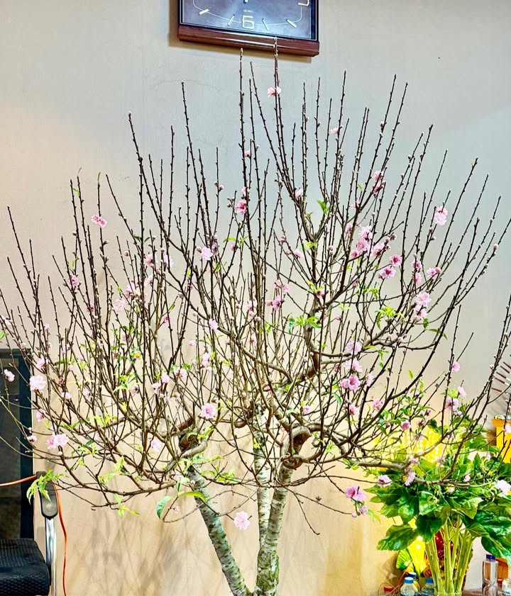 Đất nền KĐT Nam Ga Hạ Long 110m² - Sổ đỏ chính chủ!