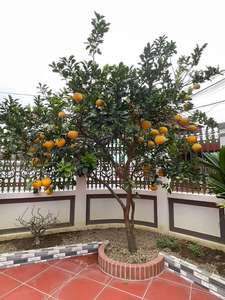 Đất Sổ Đỏ Yên Phong 81m² - Gần KCN, Giá 1.1 Tỷ Bán Gấp