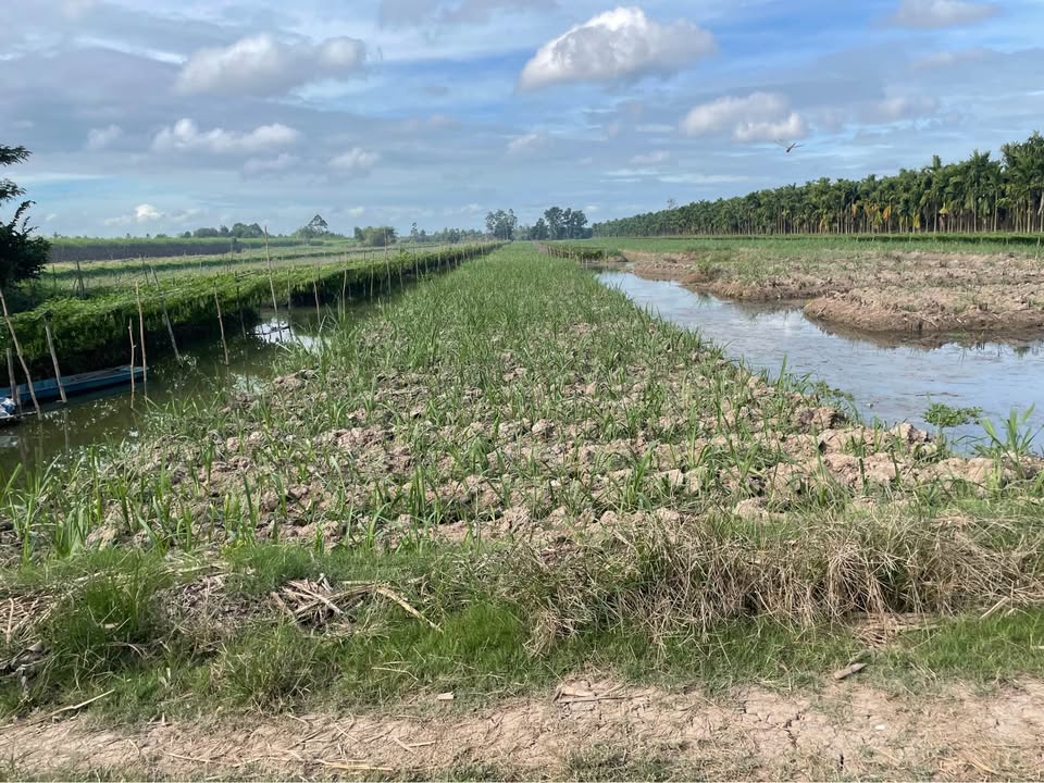 Bán Đất Vườn 1400m² Sổ Hồng Riêng - Hiệp Hưng, Hậu Giang Giá Tốt