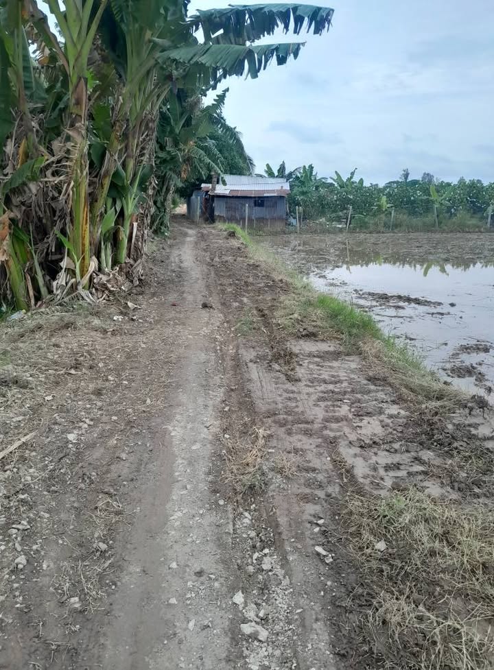 Bán đất lúa 259m² Xã Vĩnh Hanh, Châu Thành, An Giang - Giá chỉ 500 triệu