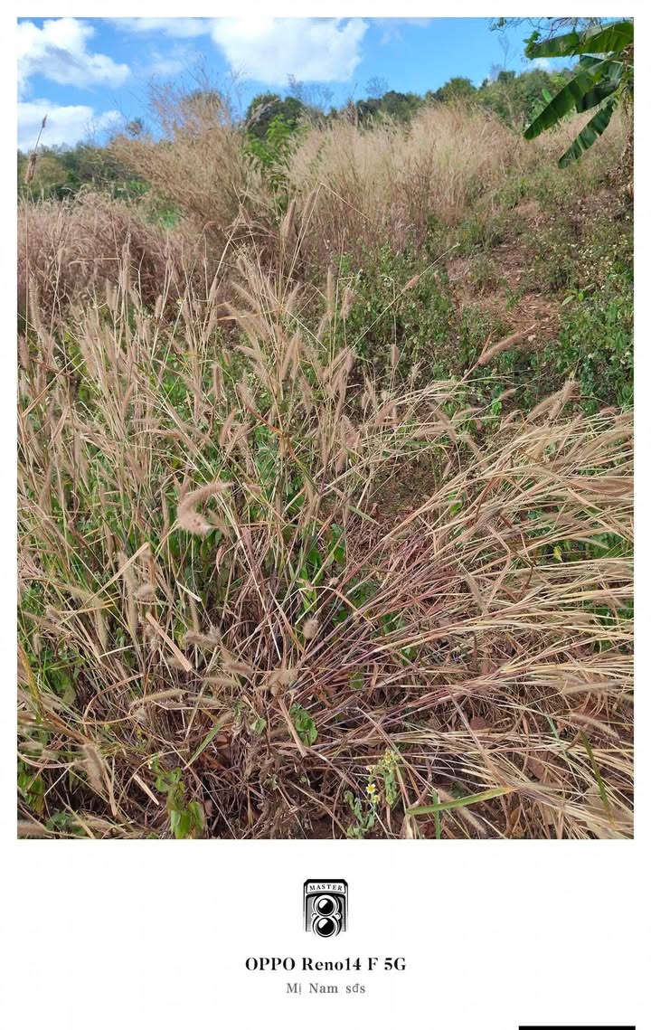 Bán gấp 10.000m² đất đỏ Cư Né, Đắk Lắk - Sổ đỏ chính chủ 1.07 tỷ