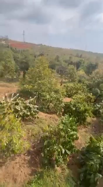 Đất Nông Nghiệp Hàm Rồng, Gia Lai 2.4ha - Thu nhập 1 tỷ/năm!