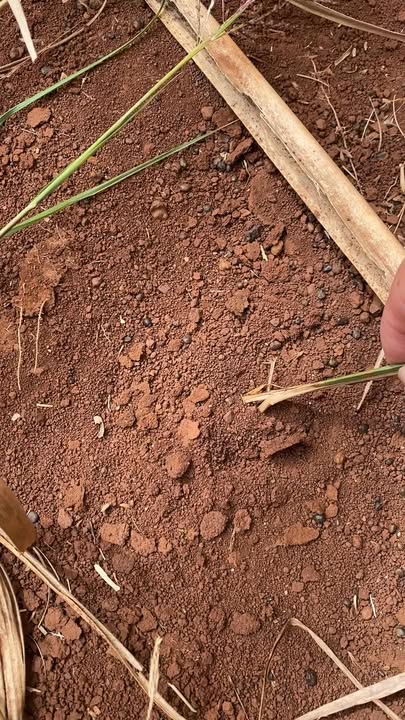 Bán Đất Farm 1.5ha Chư Sê - Mặt Tiền QL25, Sổ Đỏ 5 Tỷ