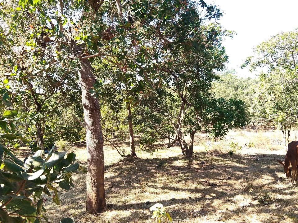 Đất Vườn Thọ Sơn 26.000m² Bình Phước - Sinh thái xanh, ôm suối lớn!