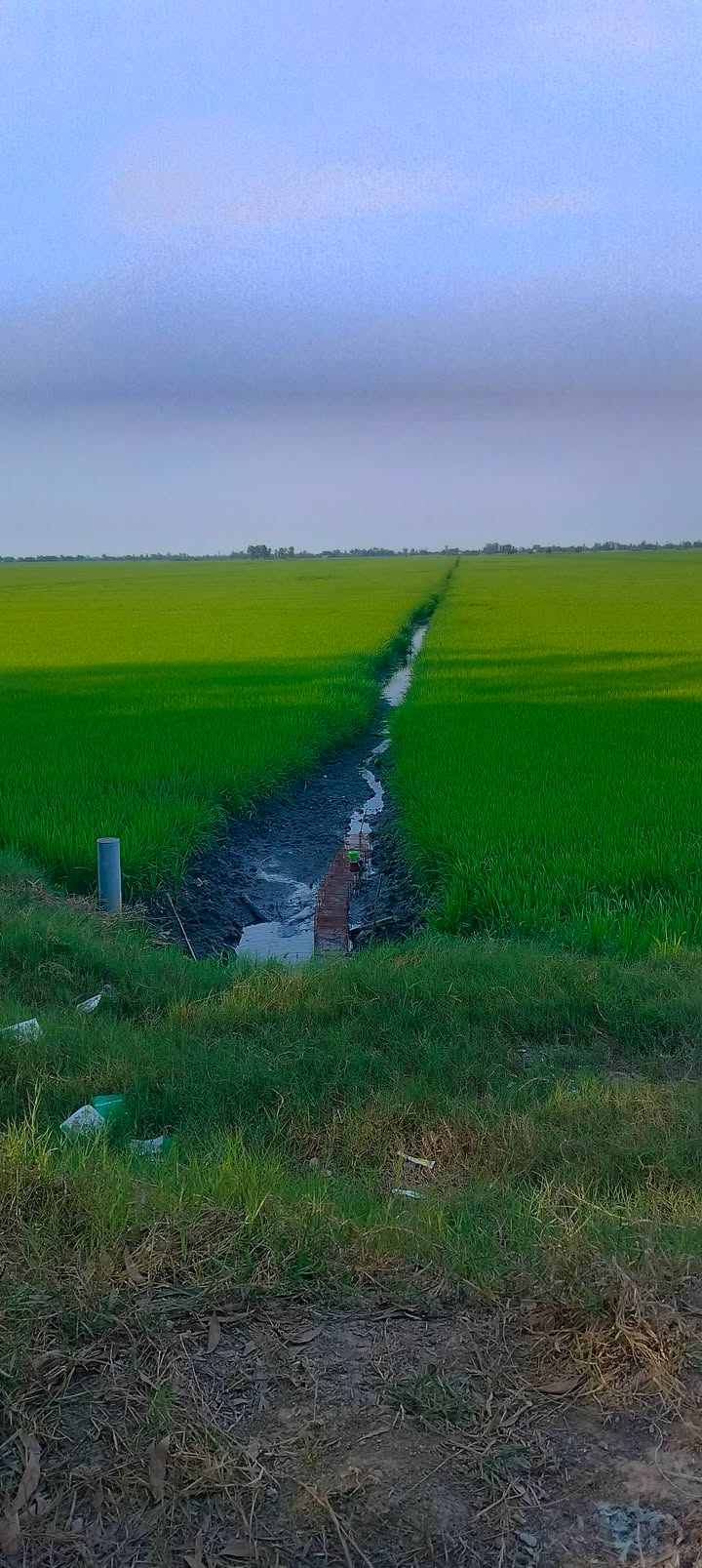 Bán 50.000m² đất ruộng xã Tân Tuyến, Tri Tôn - Sẵn sàng khai thác nông nghiệp