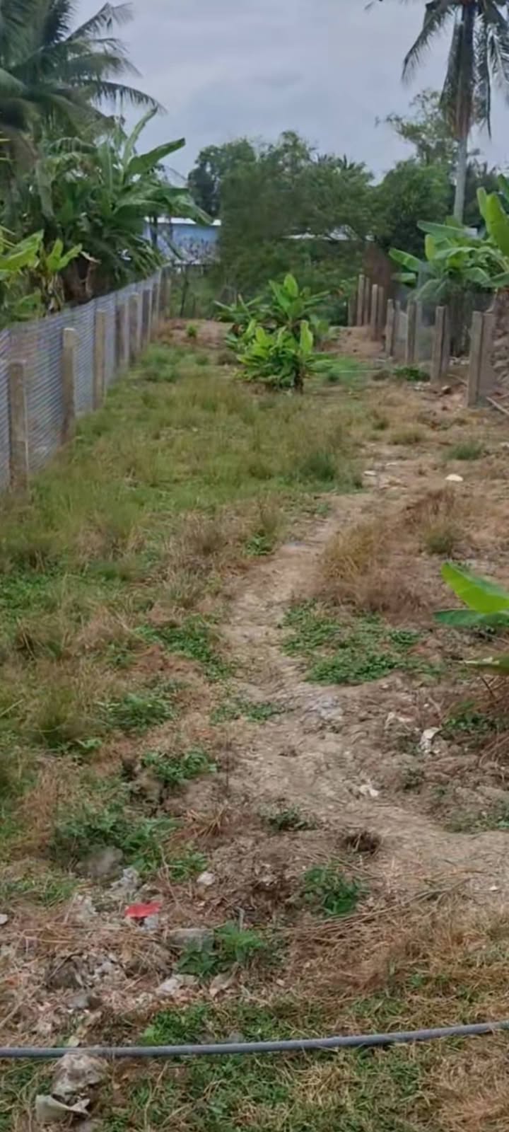 Bán Đất Nền Mặt Tiền 165m² Phường Mỹ Phước Tây, Cai Lậy - Sổ Đỏ, Giá 1.3 Tỷ