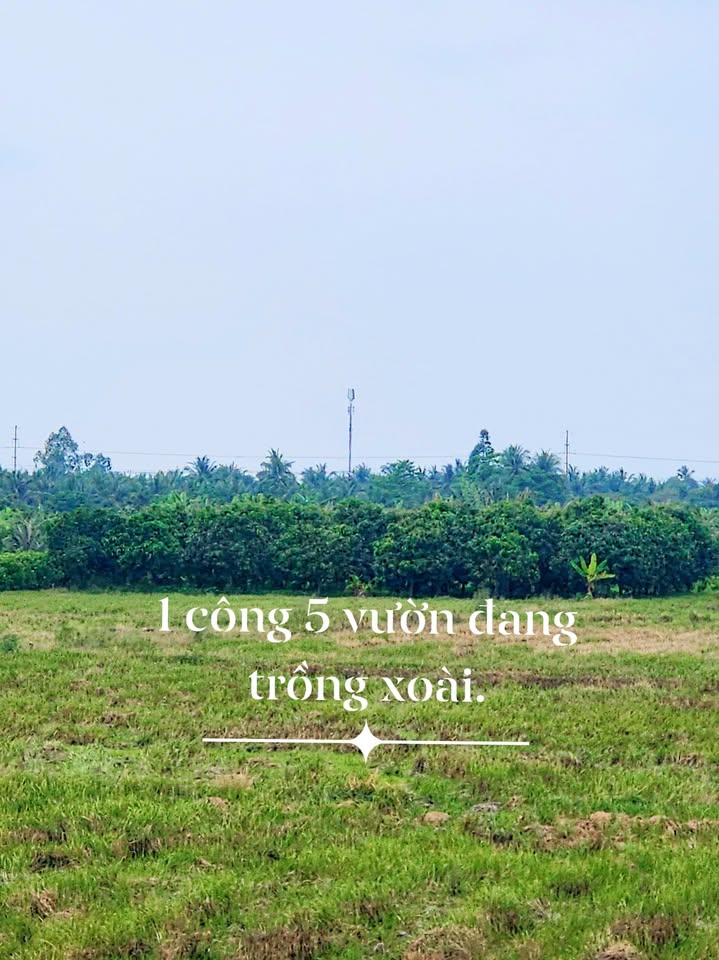 Bán Đất Vườn Xoài An Giang 1538m² - Sổ Hồng Chính Chủ