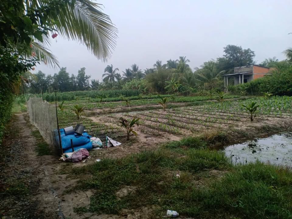 Bán Đất Vũng Liêm 3650m² - Lộ Nhựa Ô Tô - Giá 2.8 Tỷ