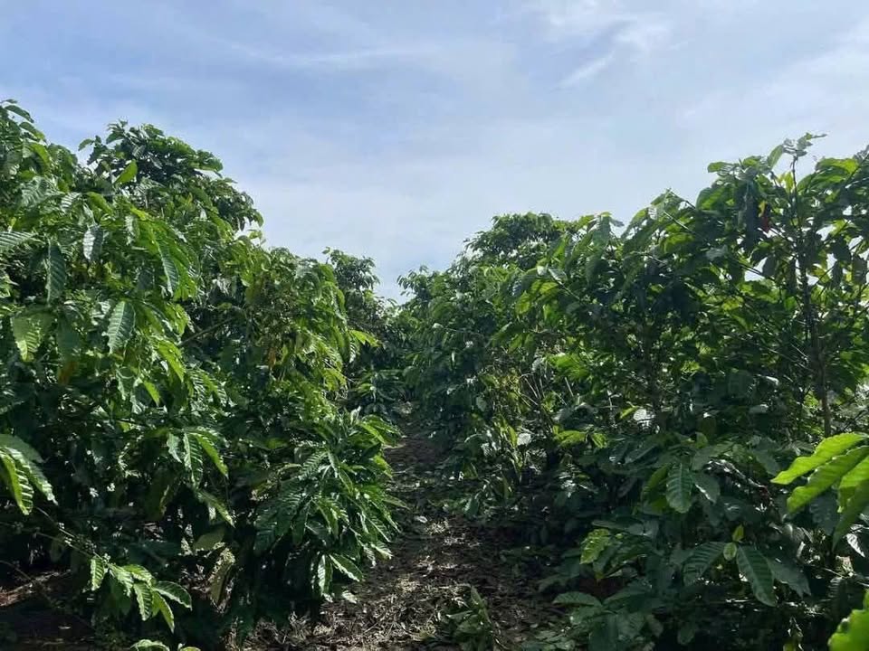 Đất vườn Hòa Nam Di Linh 2 sào giá 1.3 tỷ - Tiềm năng tăng giá!