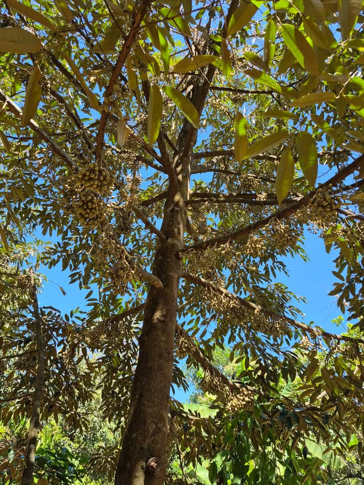 Đất Vườn Thọ Sơn Bù Đăng 1ha 1.05 tỷ - Pháp lý rõ ràng!