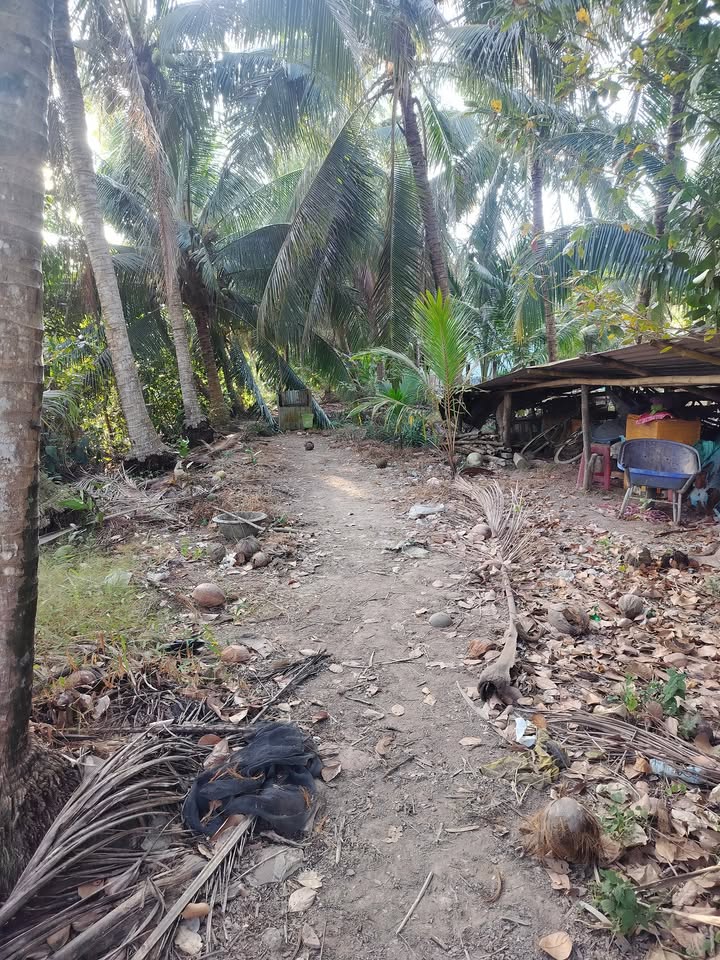 Bán Đất Vườn 5000m² Xã Hiếu Phụng, Vĩnh Long - Giá 1 Tỷ, Sẵn Sổ Hồng