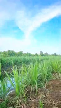 Bán Đất Nền Mặt Sông Tân Phước Hưng, Hậu Giang - 1312m² Sổ Hồng Riêng