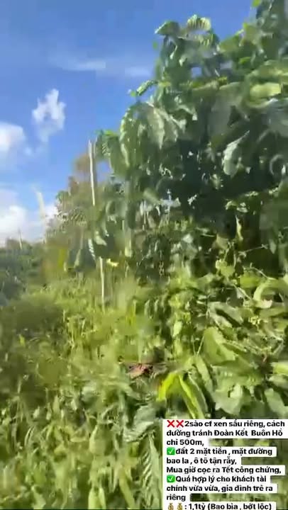 Đất Vườn Buôn Hồ 2000m² Giá 1.1 Tỷ - Sổ Hồng Sẵn, Đầu Tư Sinh Lời!