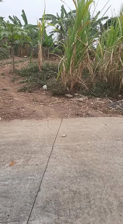 Đất nền KCN Nghĩa Hưng, Lạng Giang 105m² - Sổ đỏ chính chủ