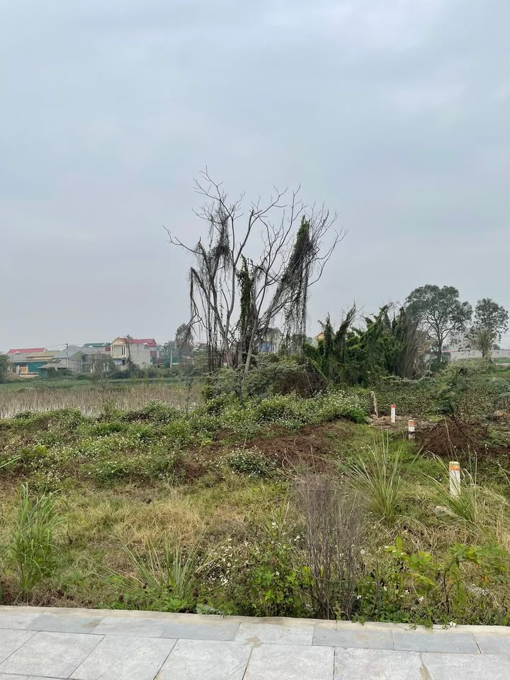 Đất nền 100m² Phố Hoằng Lọc, Thanh Hóa - Sổ đỏ, gần Chợ Bút Sơn