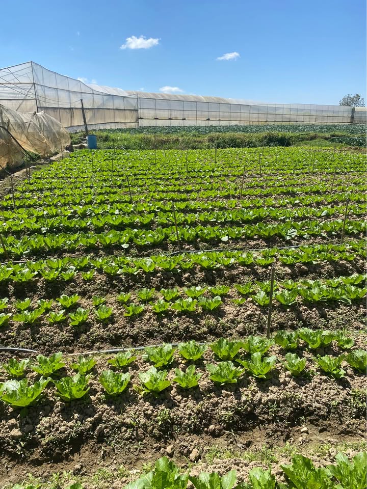 Bán đất sào Đơn Dương Lâm Đồng 2600m² 1.43 tỷ - Nghỉ dưỡng lý tưởng!