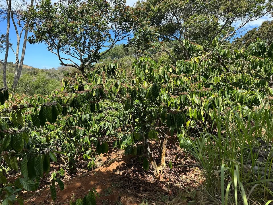 Farm 13.000m² Đắk Glong - Sổ Đỏ, Giá 1.1 Tỷ - Bên Suối Lớn