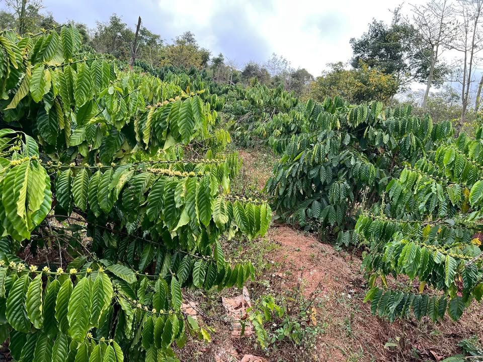 Đất nền Đắk Mil 1440m² giá 1.45 tỷ - Tiềm năng tăng giá vượt trội!