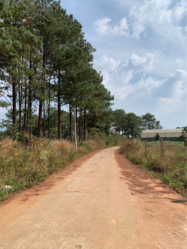 Bán Đất 5600m² Thị Trấn Nam Ban - Sổ Đỏ Thổ Cư, View Đẹp