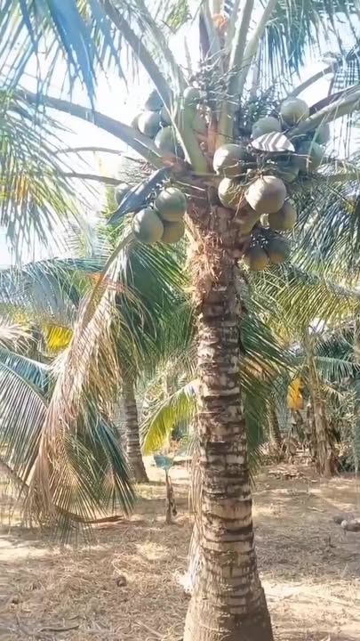 Đất Vườn An Phú Tân 4592m² 5.13 tỷ - Tiềm năng tăng giá vượt trội!