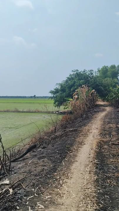 Đất vườn Hậu Nghĩa, Đức Hòa 30.000m² - Cơ hội đầu tư dài hạn!