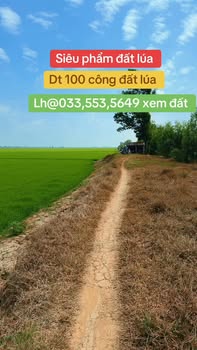 Đất Nông Nghiệp Tân Hưng Long An 10ha - Tiềm năng tăng giá vượt trội!