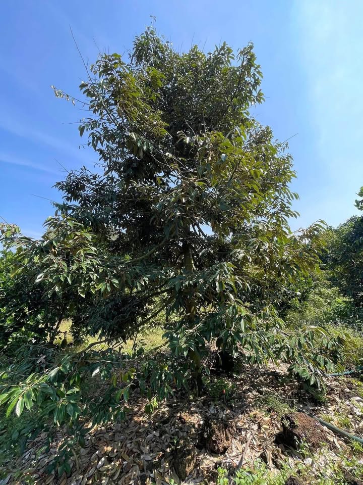 Bán đất vườn Tân Phú Đồng Nai 3000m² 1.5 tỷ - Nghỉ dưỡng lý tưởng!