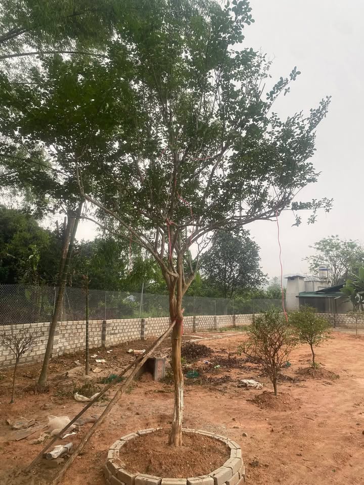 Đất Vườn Yên Bình 1600m² - Tiềm năng tăng giá vượt trội!