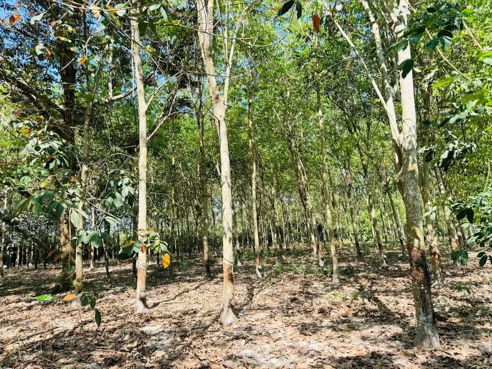 Đất Nông Nghiệp Bình Long 5000m² - Sổ đỏ chính chủ, công chứng ngay!