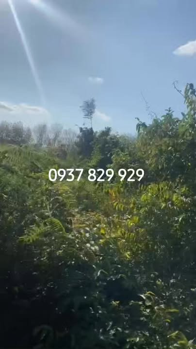 Đất nền Phước Long 1.2ha - Pháp lý rõ ràng, Sổ hồng riêng từng lô