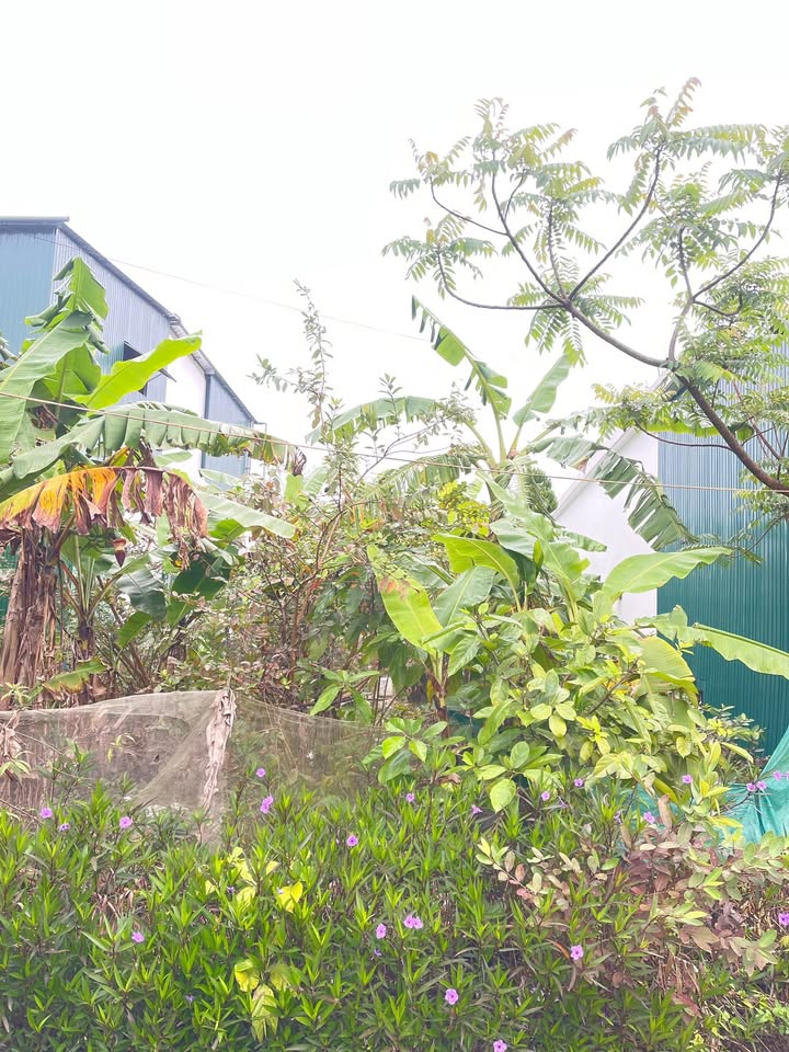 Đất nền Thạch Xuân, Hà Tĩnh - 157m² thổ cư, ô tô vào tận nơi, 1.1 tỷ