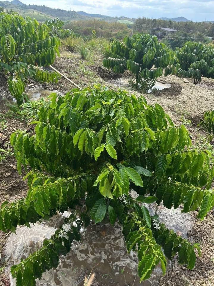 Bán Gấp 3600m² Đất Rẫy Trúc Sơn, Đắk Nông - Giá 800 Triệu