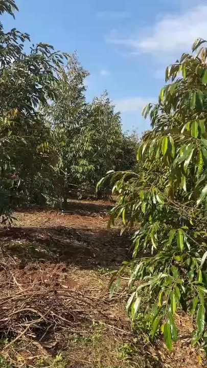 Đất nền 1ha Ea H'đing, Cư M'gar - Pháp lý rõ ràng, sổ vuông vức!