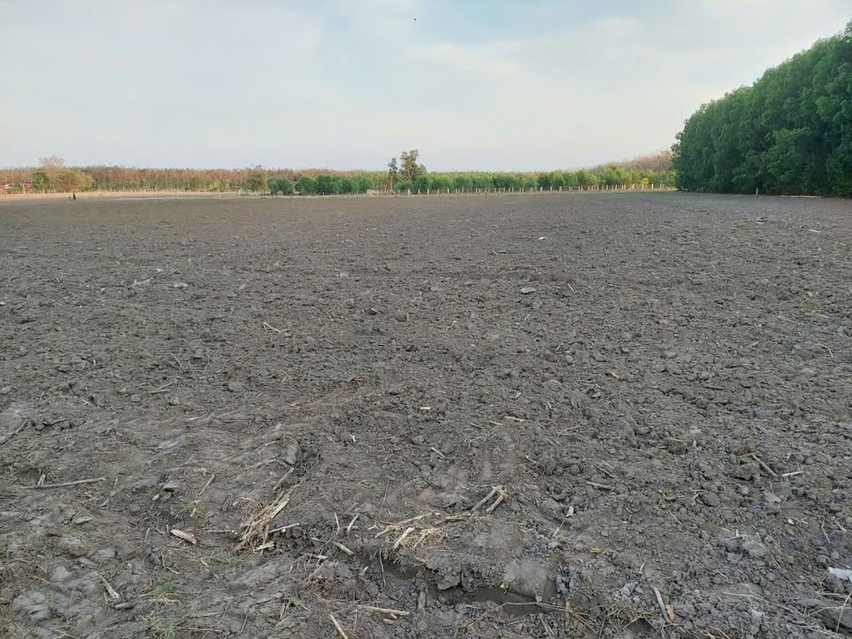 Đất Vườn 10.000m² Tân Hội, Tây Ninh - Giá 1 Tỷ Chính Chủ