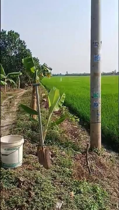 Đất Ruộng Mặt Tiền 6200m² Vĩnh Thạnh, Lấp Vò - Sổ Đỏ, Giá Tốt