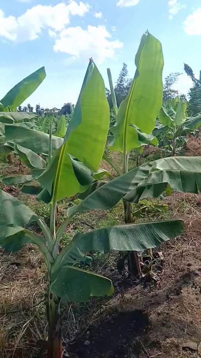 Đất nền Sông Ray, Cẩm Mỹ 3600m² - Giá đầu tư tốt!