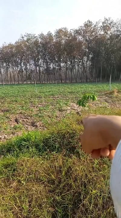 Đất Vườn Tân Châu Tây Ninh 1.7ha Giá 1.7 Tỷ - Đầu Tư Dài Hạn