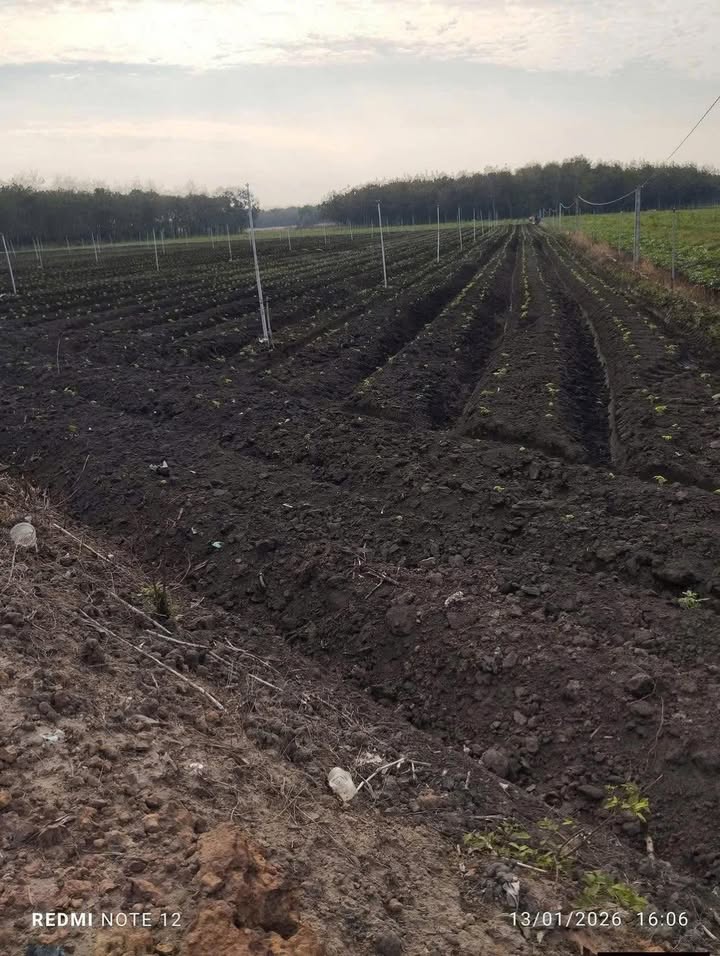 Đất nền Long An 40000m² - Mặt tiền 470m, thích hợp trồng cây ăn trái